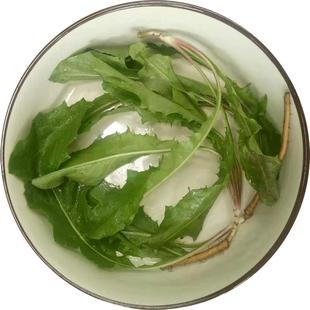 新鲜现挖蒲公英食用野生带根纯山野菜天然蘸酱菜婆婆丁苗药用嫩叶