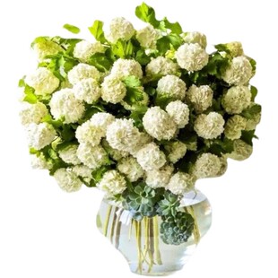 庭院别墅中华木绣球树苗大花斗球木本绣球花苗地栽绣球苗盆栽花卉