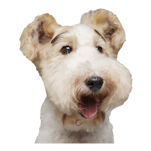 PawsHolic爪迷网红宠物趣味表情贴猫狗拍照视频造型搞笑写真贴纸