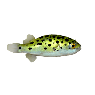 潜水艇观赏鱼河豚鱼小型淡水热带宠物活体狗头鱼好养巧克力娃娃鱼