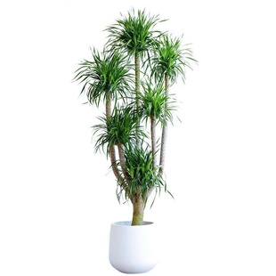 龙血树盆栽大型绿植室内客厅净化空气老桩多头龙血树基地直发