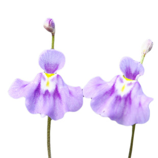 狸藻 食虫植物小蓝小白兔禾叶瓦堡利维达杏黄花长叶三色萼布朗歇