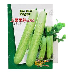 海阳白玉黄瓜种子种籽孑白食用白色高产籽种四季阳台盆栽水果