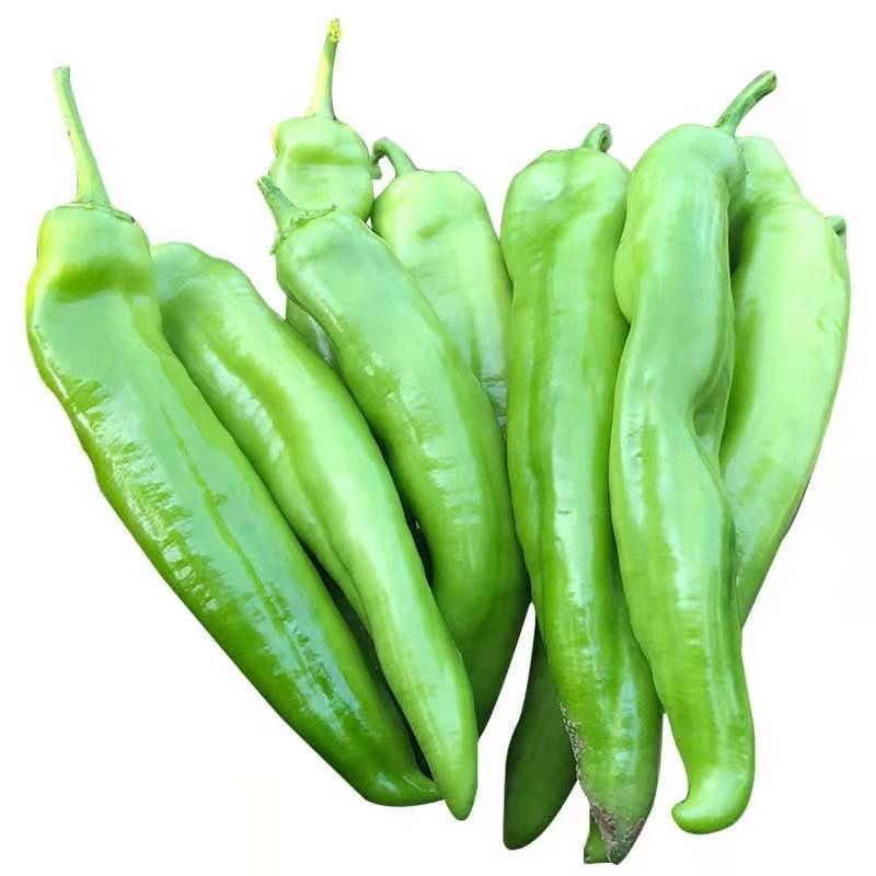 特大牛角椒苗辣椒苗孑苗秧高产大果羊角青椒尖椒幼苗春秋四季菜苗