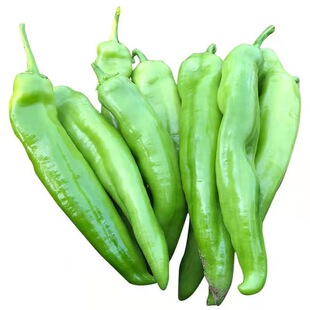 特大牛角椒苗辣椒苗孑苗秧高产大果羊角青椒尖椒幼苗春秋四季菜苗