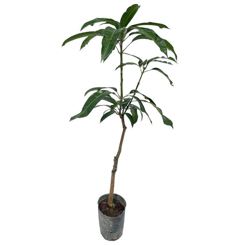 广西桂七芒果苗嫁接金煌芒带土