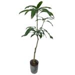 芒果苗树嫁接广西桂七芒果苗四季蜜芒金煌芒盆栽地栽南方果树带土