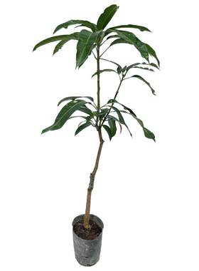 广西桂七芒果苗嫁接金煌芒带土