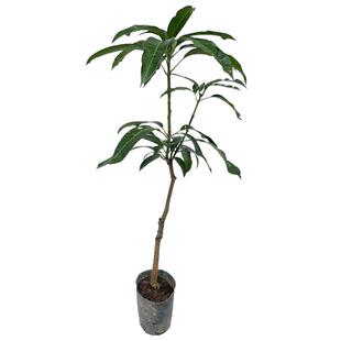 芒果苗树嫁接广西桂七芒果苗四季蜜芒金煌芒盆栽地栽南方果树带土