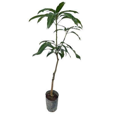 广西桂七芒果苗嫁接金煌芒带土