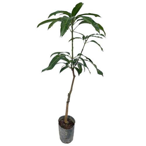 芒果苗树嫁接广西桂七芒果苗四季蜜芒金煌芒盆栽地栽南方果树带土