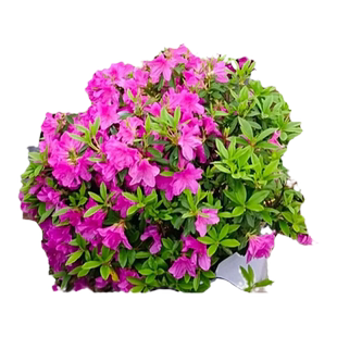 毛杜鹃夏娟毛鹃花苗庭院精品映山红毛娟树苗工程绿化苗木四季植物