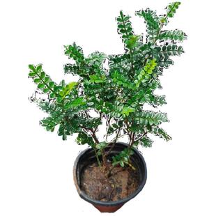 正宗清香木胡椒木盆栽花卉室内驱蚊草植物盆景蛋糕装饰绿植好养活