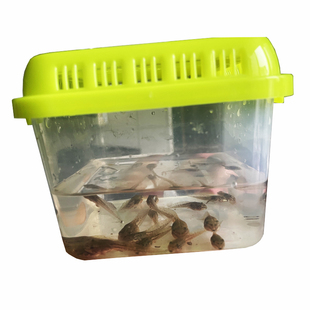养殖蝌蚪宠物小活物蝌蚪苗儿童观察研学活体青蛙牛水族送饲料水草