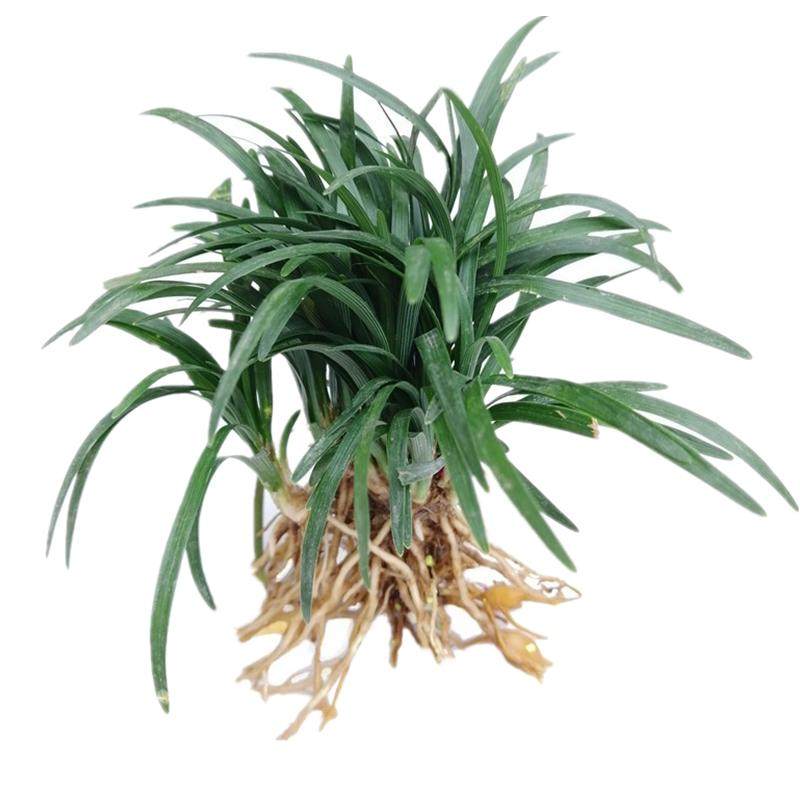 日本矮麦冬草耐寒别墅庭院花园绿化草坪地被植物麦冬草苗玉龙草苗