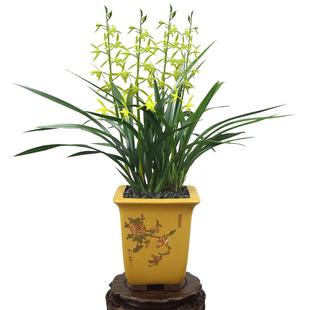 德芳兰业翁源兰花墨兰吴字翠客厅阳台浓香型花卉绿植基地园艺盆栽