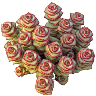 钱串多肉植物含盆含土带盆栽好整桩多头钱串串花桌面绿植牡丹钱串