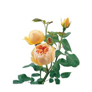 海蒂的花园无名的裘德欧月灌木月季浓香大花勤开长势好花卉盆栽苗