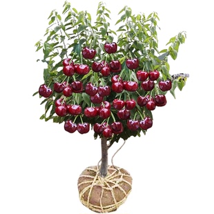 正宗车厘子大樱桃树苗嫁接树苗南方北方四季种植盆栽地栽庭院果树