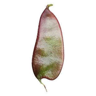 苏北农家扁豆新鲜现摘红露天紫眉豆时令蔬菜猪耳朵南汇扁豆角