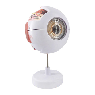 2025年新版人体眼球模型医用解剖放大模型眼睛3d结构五官眼科模型