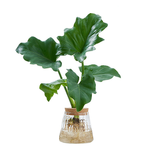 【ins轻奢风】高品质纯净水培植物发财树花卉室内好养绿植桌面