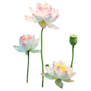 贴画粉色白莲花叶荷塘自然风景海报挂画装饰画卫生间墙面