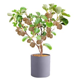 猕猴桃树果苗红心黄心徐香弥猴桃公母同株南北方奇异果猕猴苗盆栽