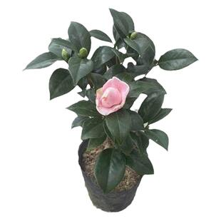 永福花乡园艺 宫粉茶花 茶花盆栽 茶花树苗 山茶花树