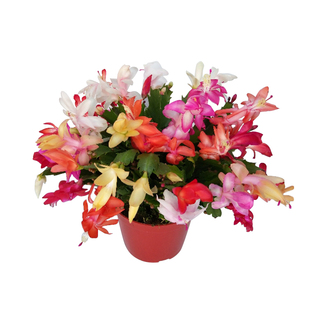 永福十里花街 盆栽 嫁接 进口蟹爪兰 阳台花卉 带盆土配架子发货