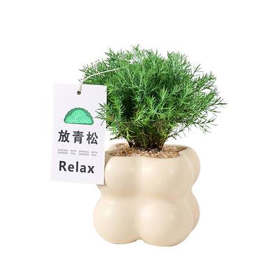 ins奶油风桌面创意网红绿植盆栽