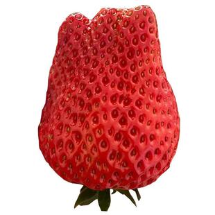 【顺丰送货上门】安徽长丰红颜草莓当季水果特大果2/3斤甜草莓