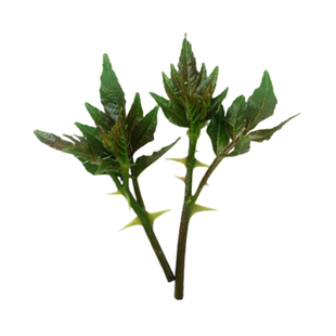 新鲜花椒芽 现摘现发 绿色生态野菜 下饭菜花椒芽花椒叶包邮