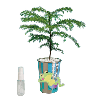 办公室桌面绿植盆栽马上发财树植物摆件放青松新年生日伴手礼物