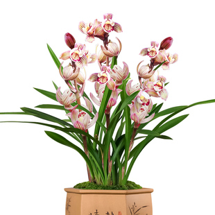 兰花苗建兰荷瓣七彩玲珑夏带花苞出售室内有香味的花卉绿植盆栽