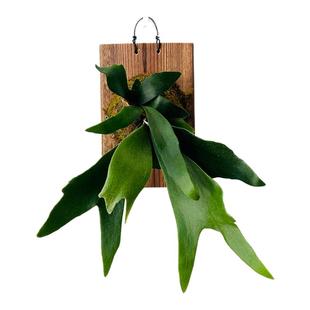 上板套装(不含植物)鹿角蕨类鲜活植物石斛板子板植优质杉木板挂板