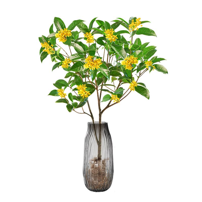 桂花树苗八月桂金桂庭院别墅地栽特大四季桂绿化盆栽四季花卉植物