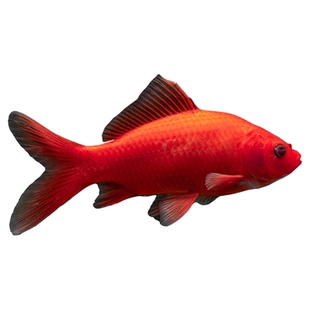 冷水鹦鹉鱼淡水鱼好养易活发财鱼锦鲤活体金鱼草金苗冷水观赏鱼