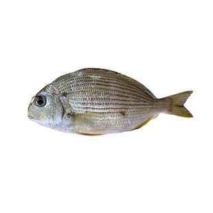 班头鱼浅海海捕香头鱼海钓金三线鱼红衫鱼同类海鱼一份一斤