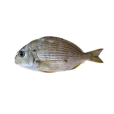 班头鱼浅海海捕香头鱼海钓金三线