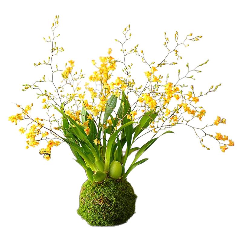 冬带花苞梦香水文心兰苔藓球年宵花卉浓香型室内客厅花期长可水培