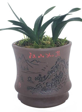 矮种建兰青叶灵素达摩