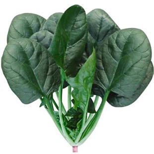 大理生态种植菠菜绿叶菜新鲜营养蔬菜应季宝宝辅食榨汁无农残顺丰