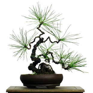放漏小品黑松盆景小老桩松柏盆栽室外居家四季常青植物耐寒耐冻