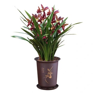 建兰四季兰小桃红兰花苗带花苞浓香型花卉金丝马尾玉女素室内盆栽