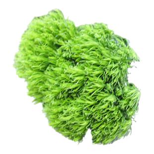 绿毛球10支 刺身海鲜姿造创意造型装饰摆盘花草高档餐桌造景点缀