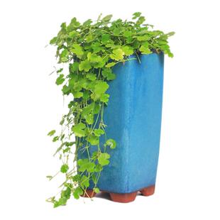 天胡荽盆栽水陆缸造景无菌杯绿植迷你盆栽耐阴好养室内垂钓微景观