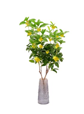 水培桂花水养植物四季桂花鲜切花