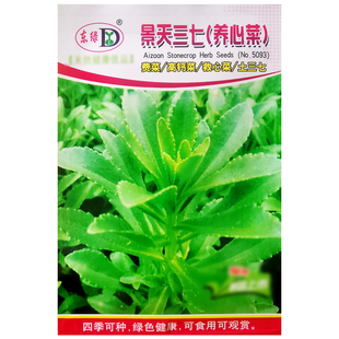 景天三七高钙养心菜种籽救心菜种子可食用野菜四季播阳台盆栽蔬菜