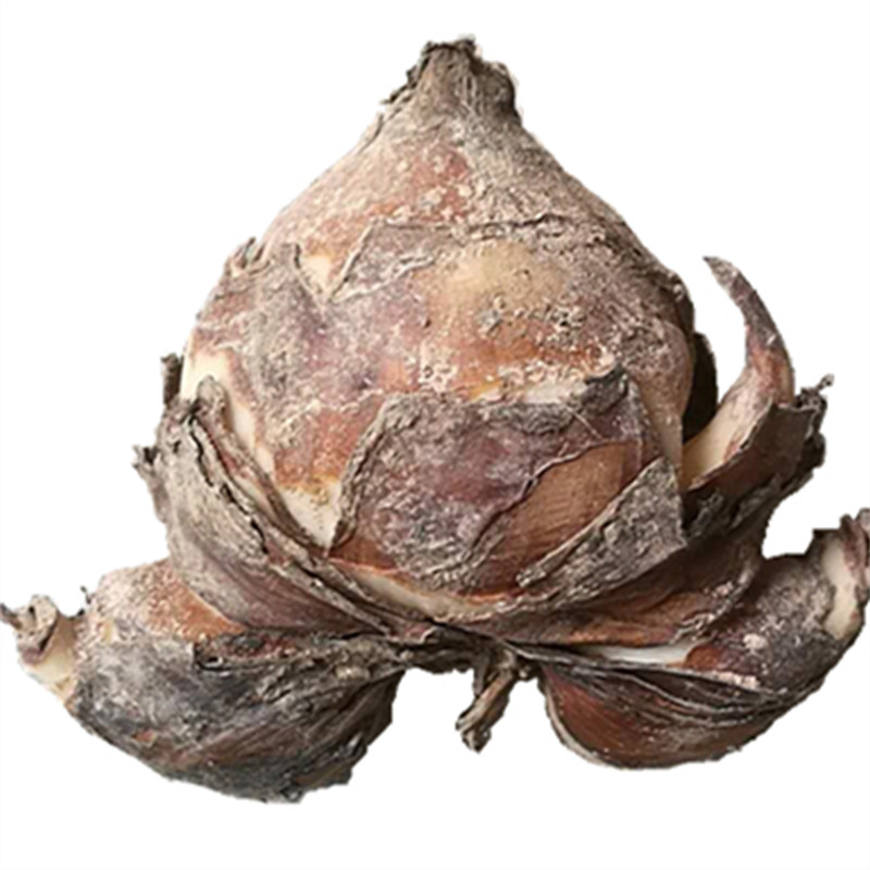 复瓣双层花种球水培冬季喜阳水仙